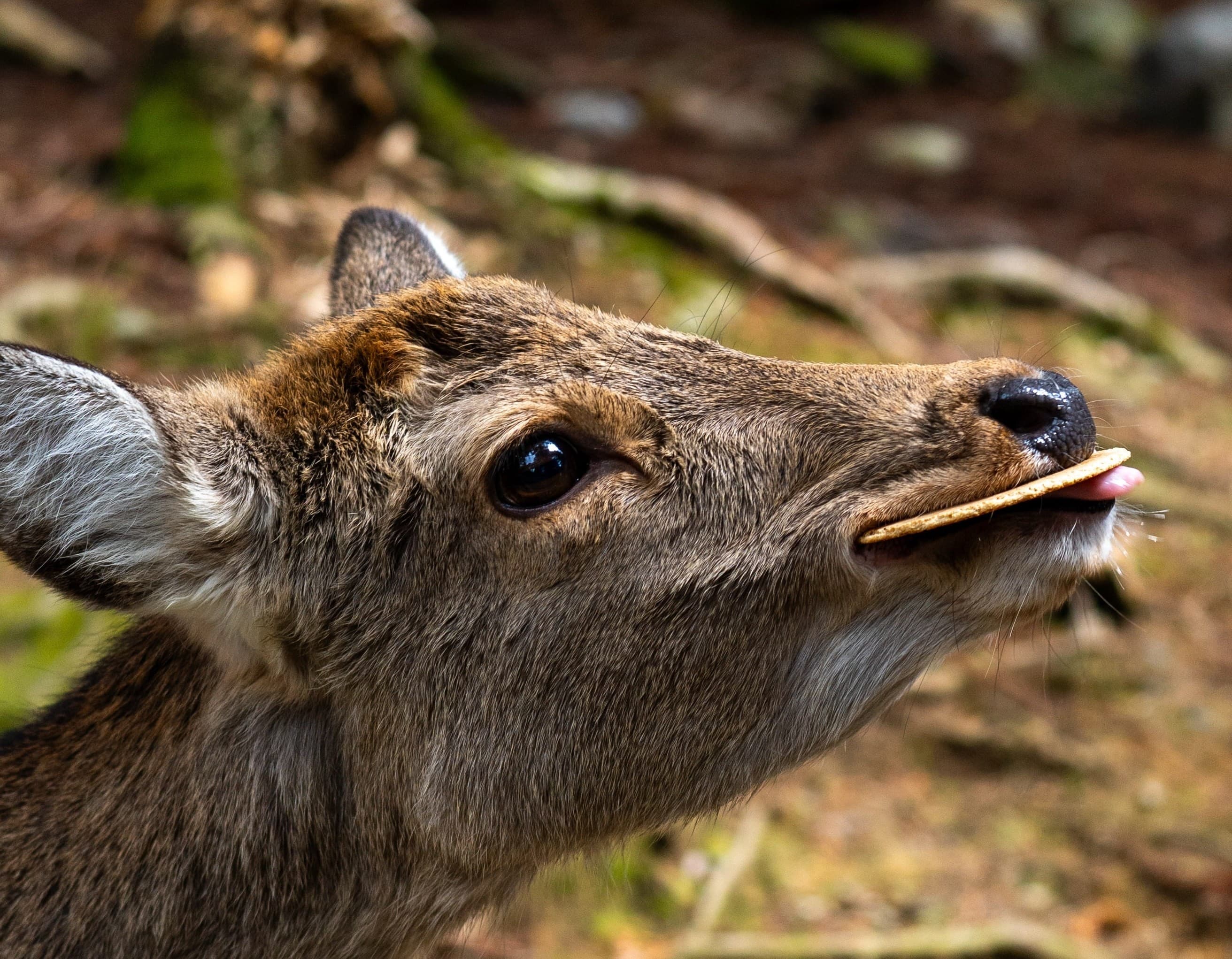 Angular Signals and NgRx Signal Store: A Dialog State Management Feature