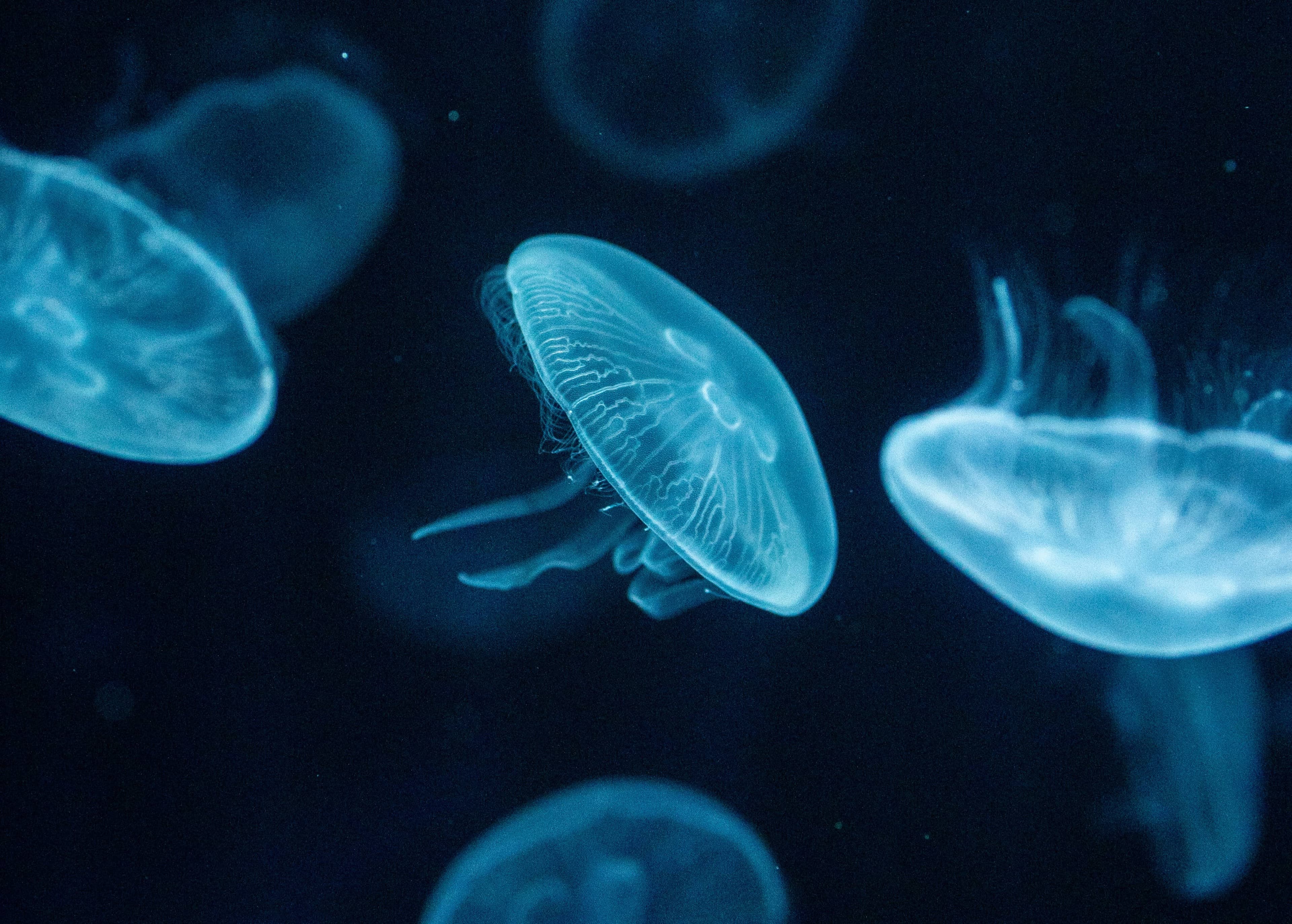 Angular Signals and NgRx Signal Store: A Pagination State Management Feature