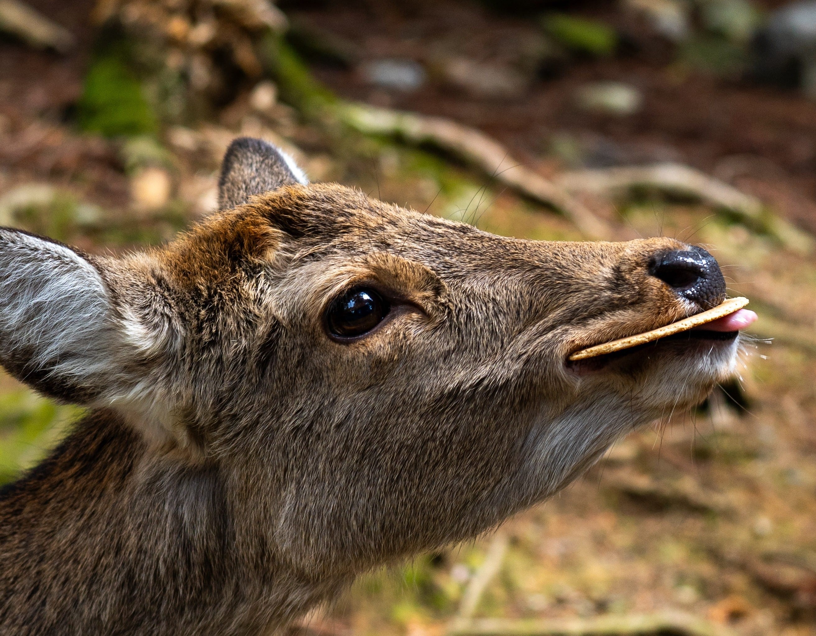 Angular Signals and NgRx Signal Store: A Dialog State Management Feature